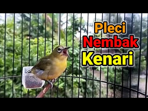 AUDIO MASTERING PLECI ROLL TEMBAK ISIAN KENARI 100 PERSEN AMPUH 2022