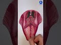 Ref:At6zyDLDpqo Anatomie de la langue humaine #shorts
