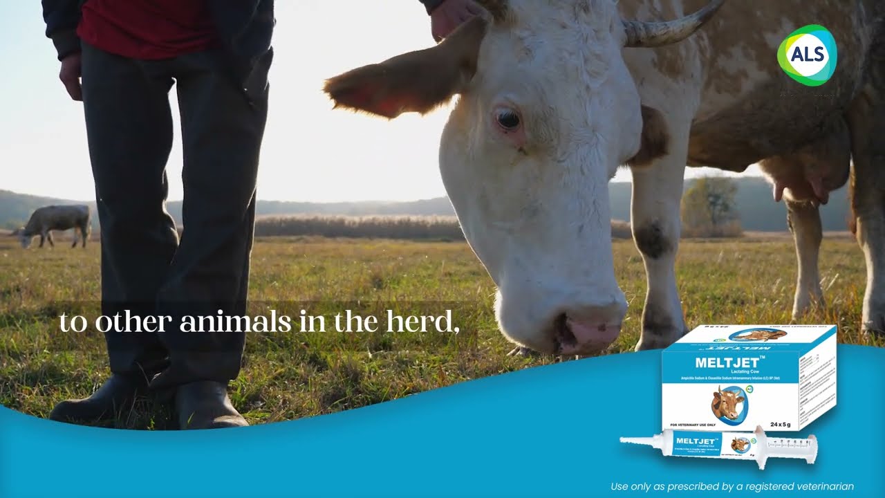 Meltjet | Safeguarding Udder Health | Say Goodbye to Mastitis & Protect Milk Quality 🐄