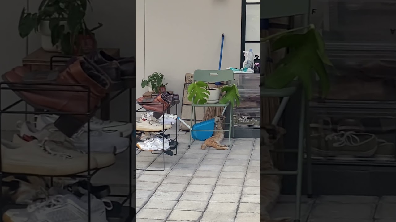 Kucing Puman Jaga Adiknya Di Rumah #cat #nizamkucinglucu #funny #貓咪日常 #cute #cute #imut #貓 #pets