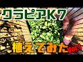 【クラピアK7】庭全体にクラピア植えてみた  Vol.1