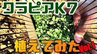 【クラピアK7】庭全体にクラピア植えてみた  Vol.1