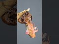 The Incredible Transformation of a Cicada | 40 Minutes Compressed into 20 Seconds