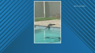 Alligator takes a dip in backyard pool of Ponte Vedra Beach home by First Coast News 138 views 7 hours ago 28 seconds
