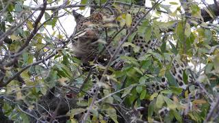 Hyena's waiting under a tree for the Leopard eating in the tree to drop some scraps.
