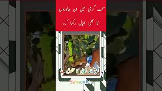 "Take care of these animals in the intense heat as well."|kindness#love#trending#ytshorts#huminity#|