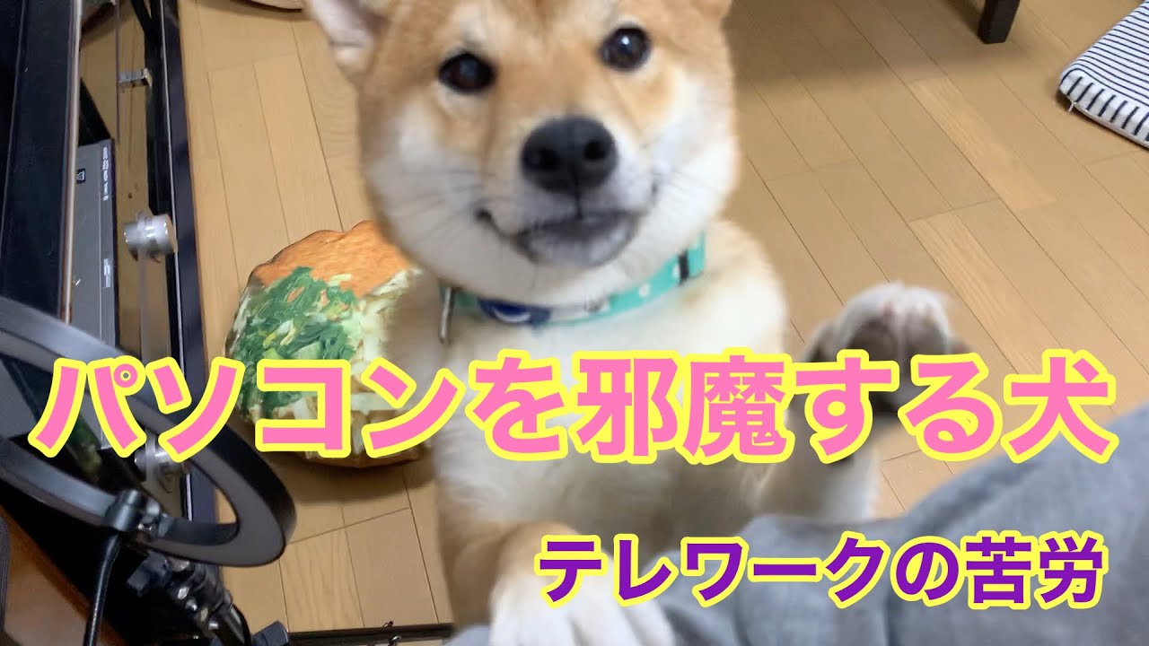 柴犬ルル パソコンを邪魔する犬 テレワークの苦労 可愛さ全開で邪魔してくる Dog Disturbing The Computer 240 Youtube