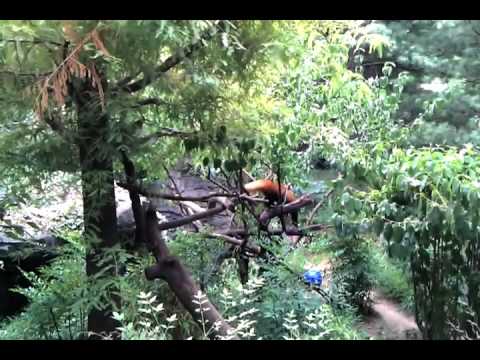 Red Panda at the Central Park Zoo