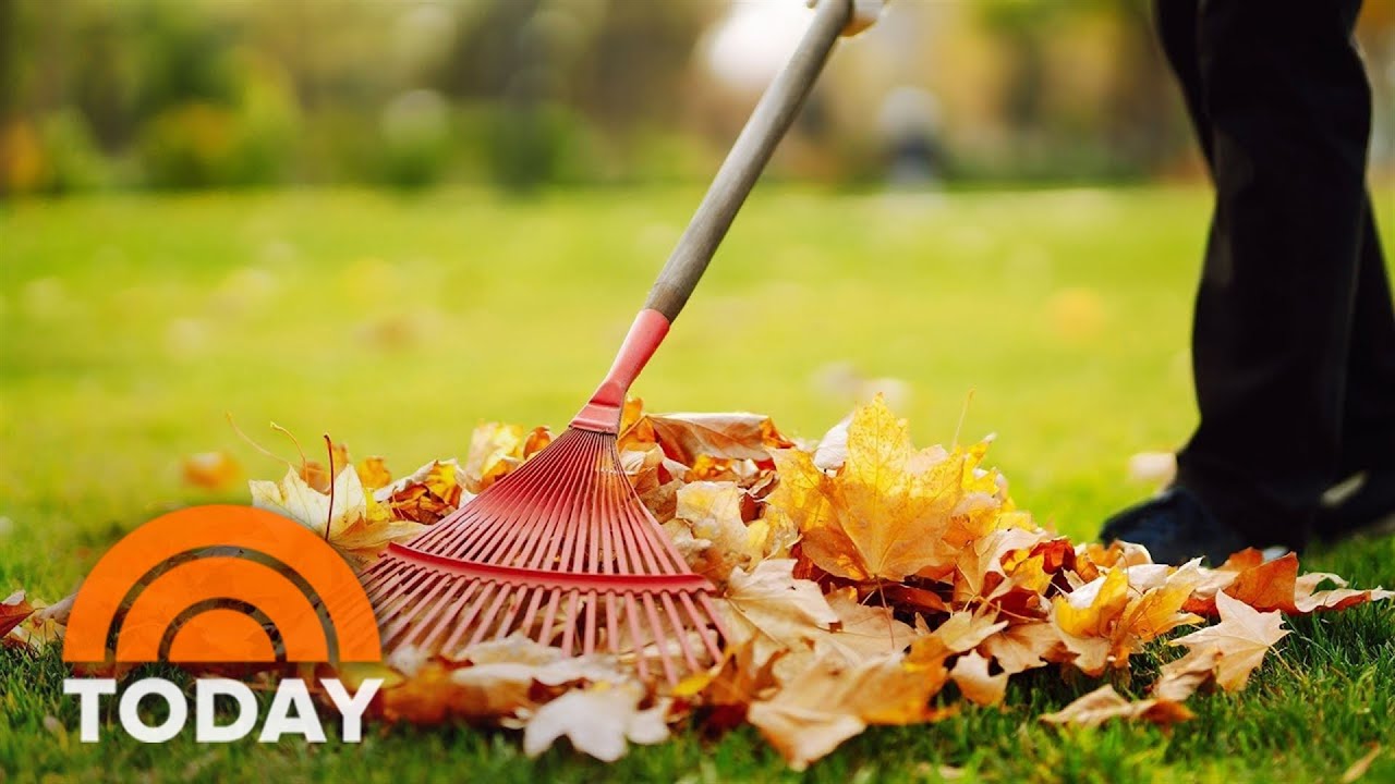 Why Experts Say To Skip Raking Your Leaves This Fall YouTube