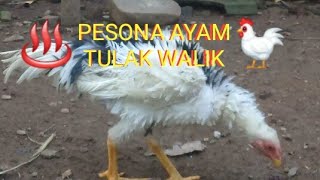 Pesona ayam hitam putih/tulak walik yang indah🐓💓👌#ayamunik