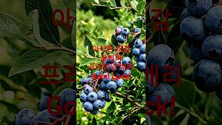 블루베리 전정,전지 우선순위^더보기~아삭한 식감 꿀베리,프리미엄 베리