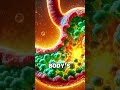 Your stomach gets a new lining every few days #viral  #shorts