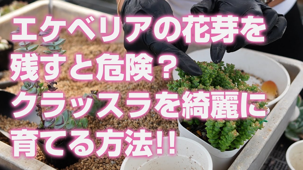 多肉植物】エケベリアの花芽を残すと危険？クラッスラを綺麗に育てる