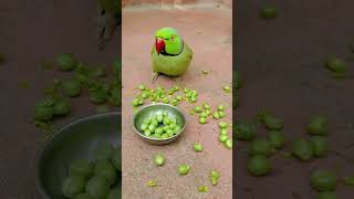 Mithu Parrot Eating Fruit