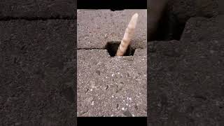 serah lu dah cing #shortyoutubevideo #funnycats