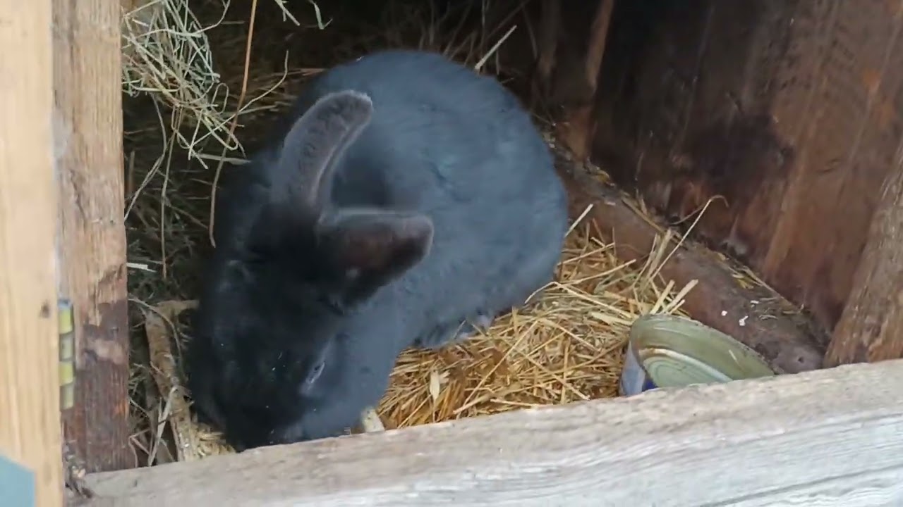 Ciąża urojona u królika. Co to jest i jak wygląda u mnie? Z mojego doświadczenia.