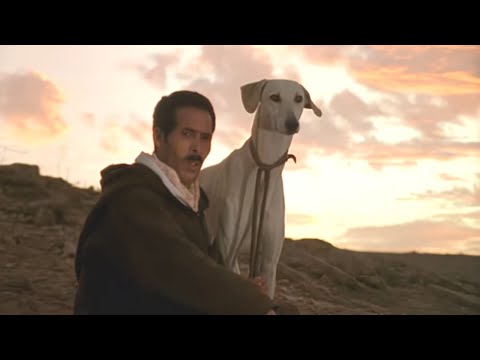 Sloughi, the Moroccan Greyhound