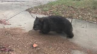 grumpy wombat goes for a walk, doesnβt want company