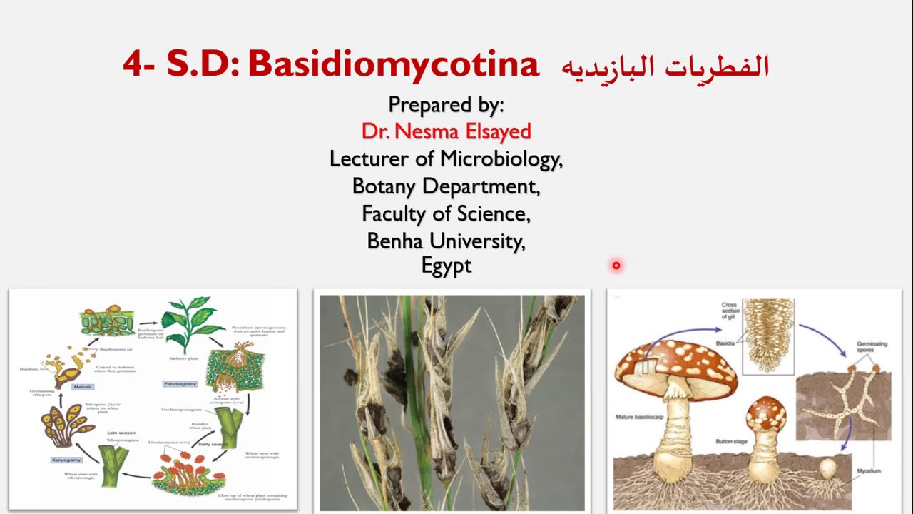 الفطريات البازيديه(جزء اول):الصفات العامه_دورة الحياه_الفرق بين الفطريات البازيديه و الزقيه