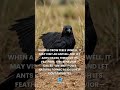Crow’s Secret Natural Healing Ritual.mp4