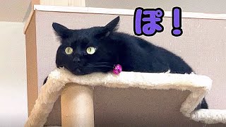 ぽっちゃり地雷系黒猫が大ジャンプで愛をぶつけてます