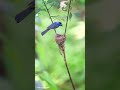 Black Naped Monarch parenting. feeding chicks.