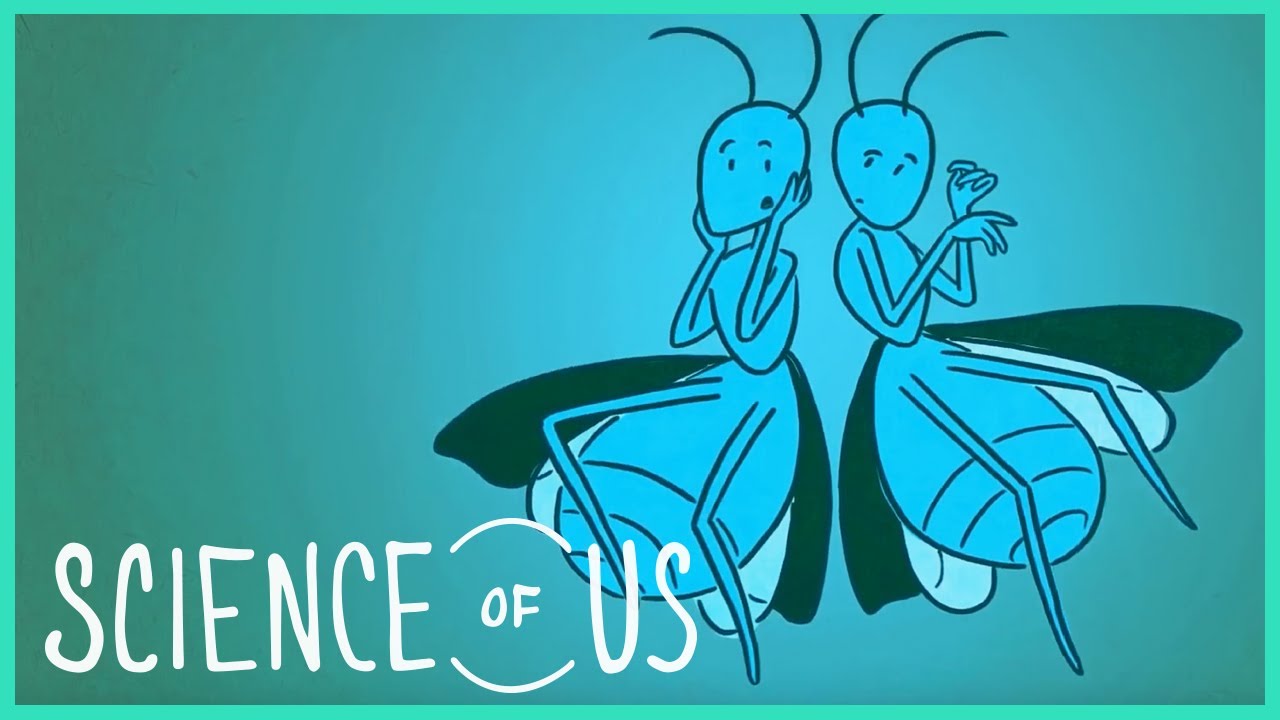 videos for cats Your Sex Drive Is Normal: 