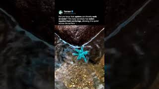 This Spider Is Running on Water 🕷️🌊