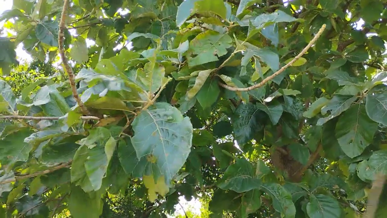 ASMR Teak Tree Leaf Falling Sounds 🌿 | Relaxing Nature Sound Therapy | Hitting Leaves for Calming 