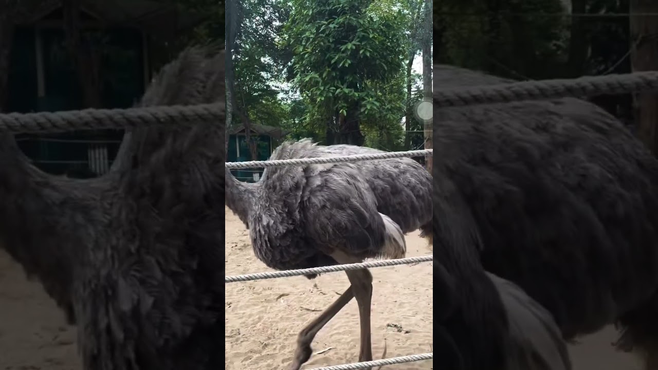 Real Ostrich | zoo in Vietnam🇻🇳 