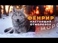 Фенрир настоящий отморозок.