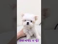 🐶루미, 진우 말티 남매🐶#말티즈#말티즈분양#말티분양#인천말티즈분양#인천말티분양#말티남매