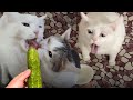 Funny Dog And Cat 😍🐶😻 Funniest Animals #251