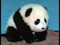 【シャンシャン可愛い動画まとめ】シャンシャンはママのそばでまったり気分💕💓Baby panda s usual day next to her mum【パンダ赤ちゃん動画】