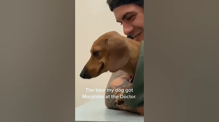 What do you think he’s thinking about? 😂 | Daily Dose of Dachshund | #shorts #dachshund #dog