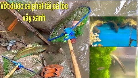 Đã Vớt được cá phát tài dưới mương,phát hiện thêm cá lóc vây xanh quá đẹp