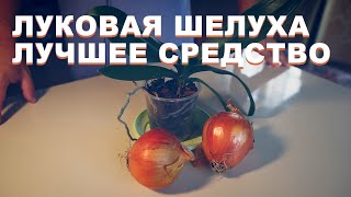 Луковая шелуха как лучшее удобрение для орхидей своими руками. Орхидеи скажут спасибо.