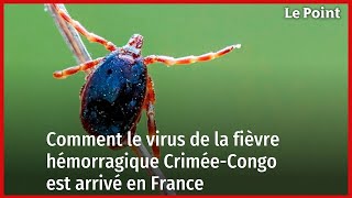 Comment le virus de la fièvre hémorragique Crimée-Congo est arrivé en France