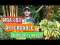 MGA USO AT AFFORDABLE NA OUTDOOR PLANTS!