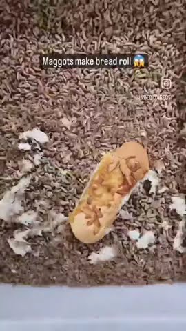 Maggots make bread roll 😱😱😱 - YouTube