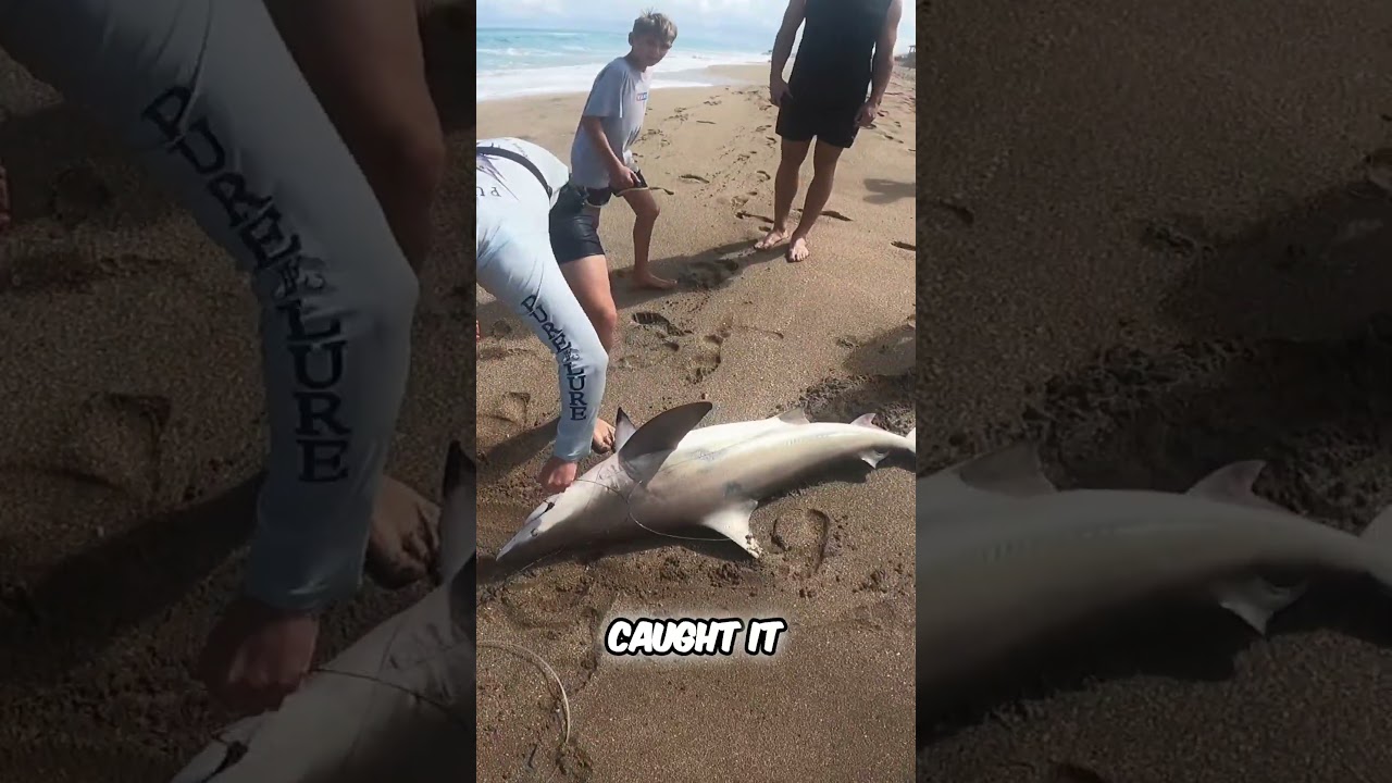 Рыбак поймал акулу: празднование личного рекорда!