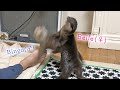 激しくバトルするも必ず寄り添って寝るカワウソビンゴ&ベル/Fight fiercely but still bestie Otter Bingo&Belle