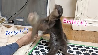 Fight Fiercely But Still Bestie Otter Bingo&Belle