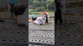 China’s Smart Farming Hack😱