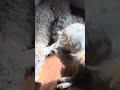 Is my dog normal lol?