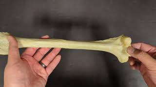 Advanced Anatomy Bony Landmarks Of Humerus