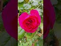 Climbing #rose