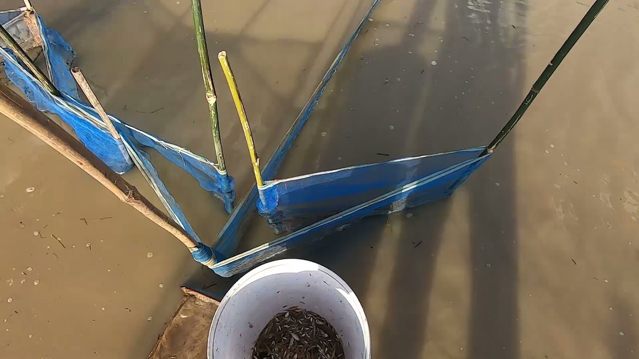 Poor man make tool for catch fish and Shrimp #3