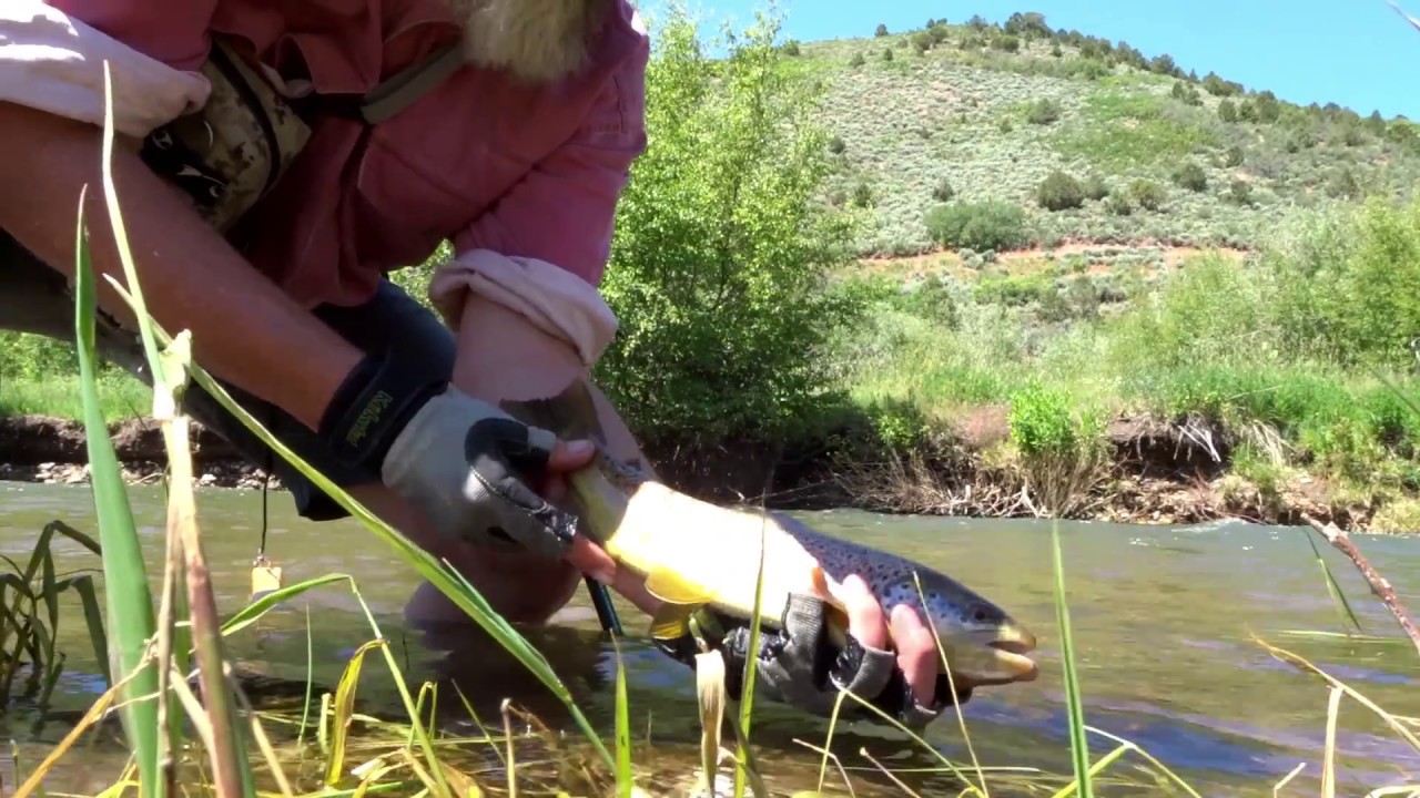 Brookies to Brown Trout - Fly-Fishing Utah