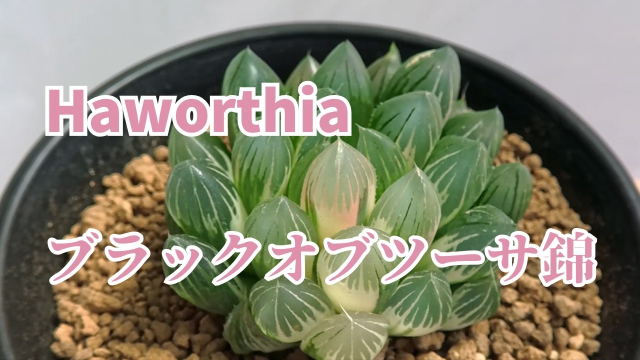 Haworthia ブラックオブツーサ錦 - YouTube